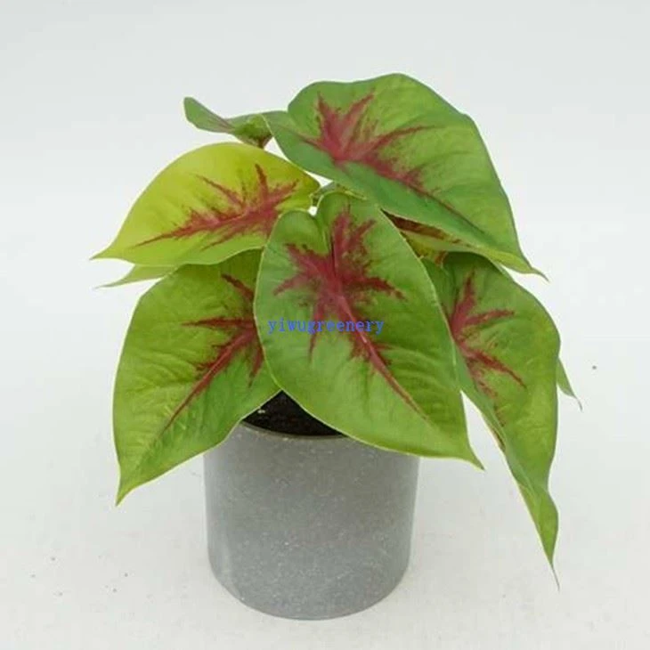 artificial arrowhead plant description
